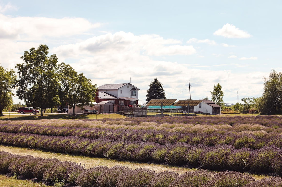 Rural farmland and barn representing Burford Ontario country living