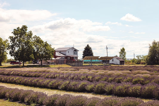 Rural farmland and barn representing Burford Ontario country living