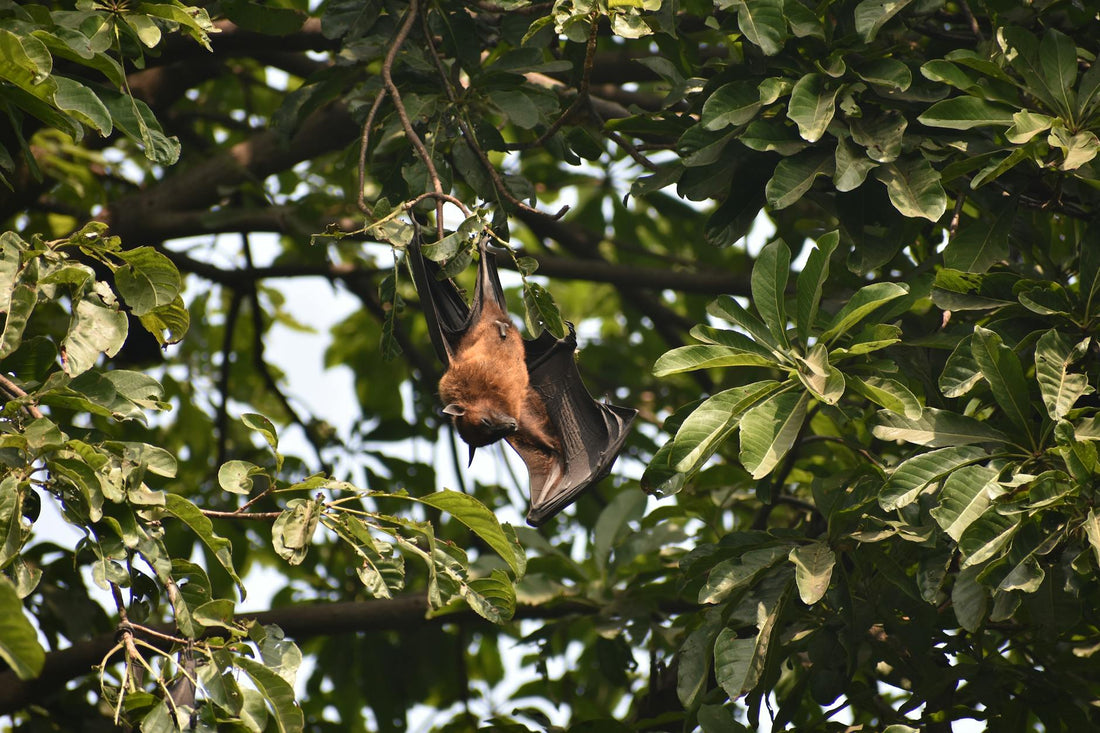 Little brown bat roosting, the world's most sleep-dependent mammal - Mattress Miracle Brantford