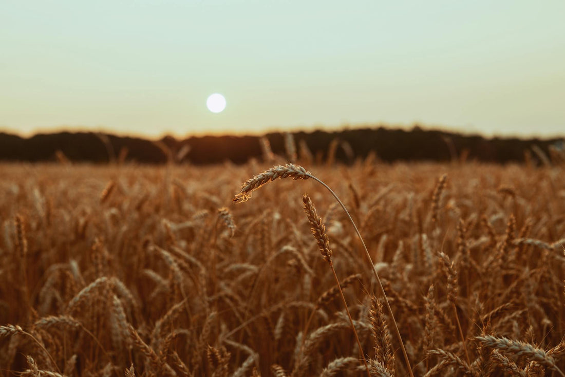 Brant County farmland at sunrise - Mattress Miracle Brantford