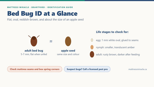 Bed bug identification diagram, apple seed size comparison and life stages - Mattress Miracle Brantford