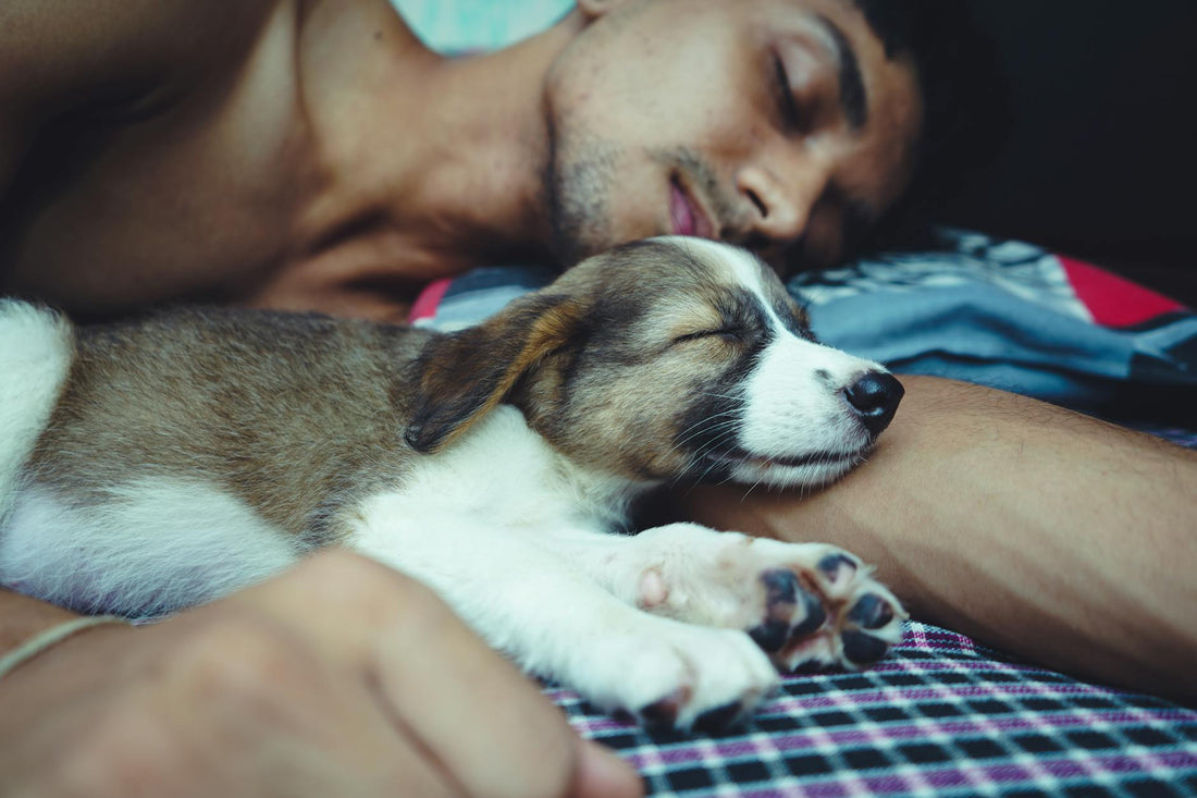 Dog Throwing Up Foam: What It Means and How to Protect Your Mattress