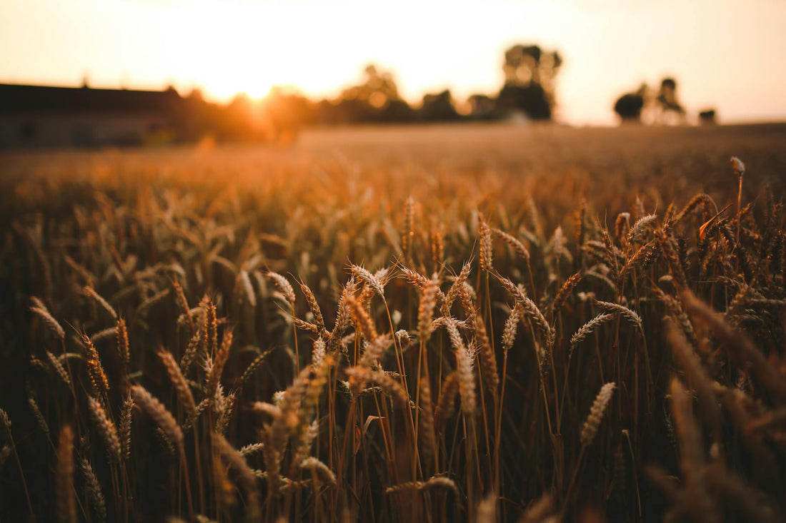 Golden wheat field at sunset during Ontario harvest season - Mattress Miracle Brantford