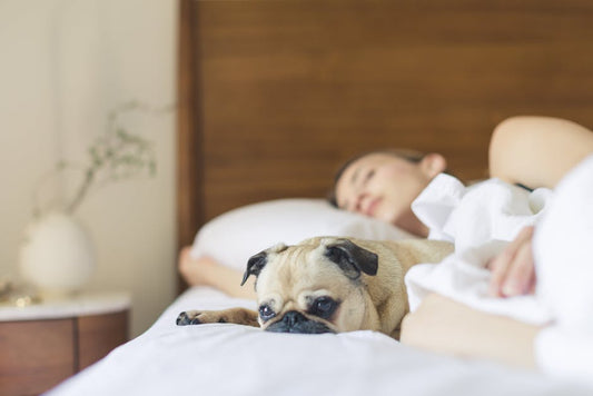 Dog sleeping on bed co-sleeping pet mattress guide - Mattress Miracle Brantford