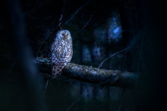 Night owl sleep tips late schedule guide - Mattress Miracle Brantford