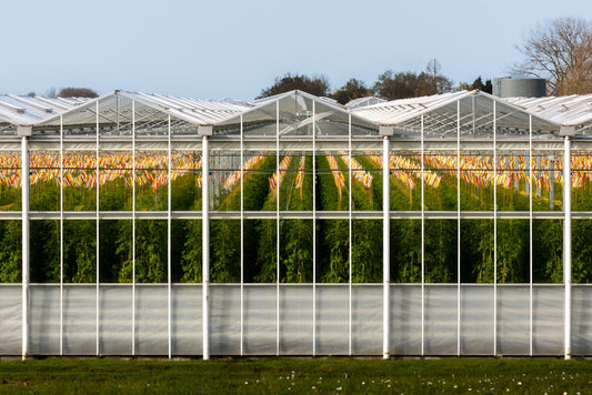 Leamington greenhouse tomato rows in the Sun Parlour - Mattress Miracle Brantford