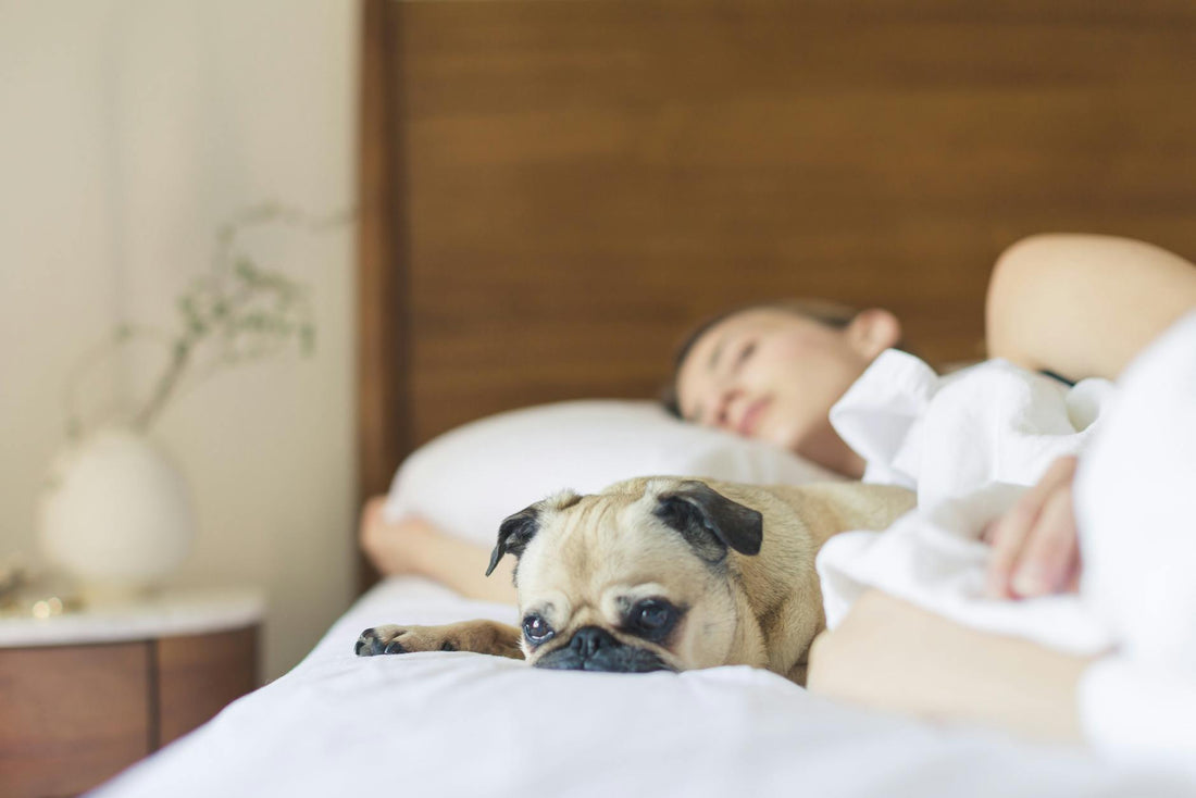 Pet Beds Canada: What Cats and Dogs Actually Need for Good Sleep