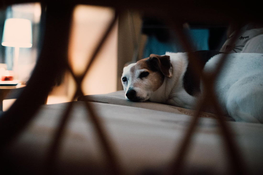 Pets and Sleep: Should Your Dog or Cat Sleep in Your Bed?