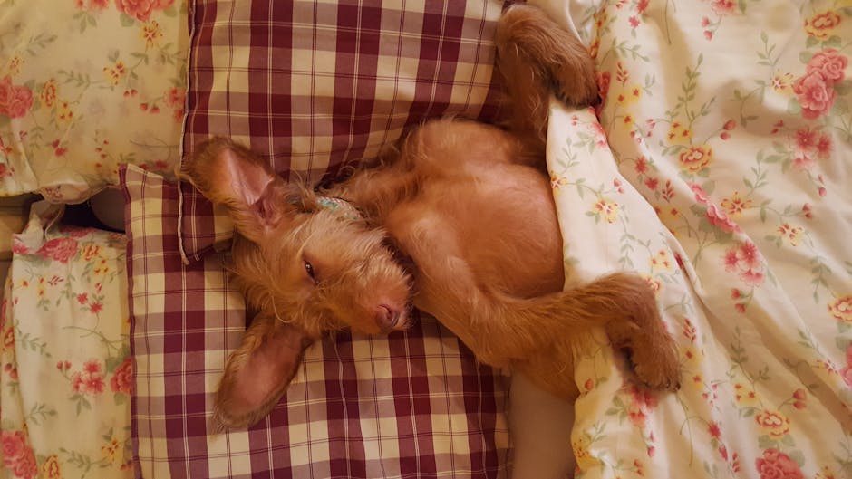Dog Beds Canada: Expert Buying Guide (2025) - Mattress Miracle Brantford