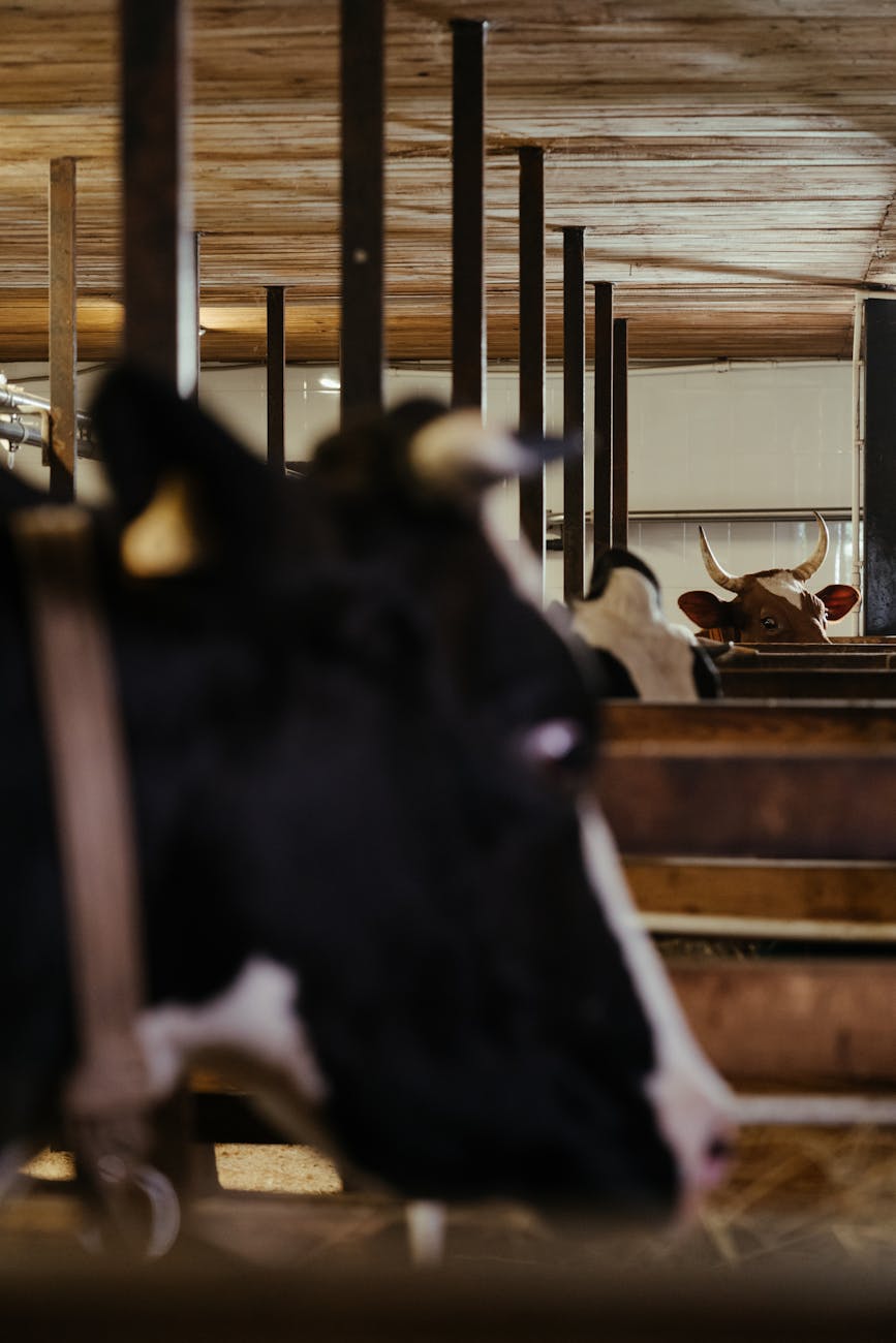 Dairy Farmer Sleep Challenges: Milking Early, Sleeping Well