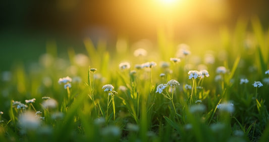 Does Best Bacopa Actually Help You Sleep Better?