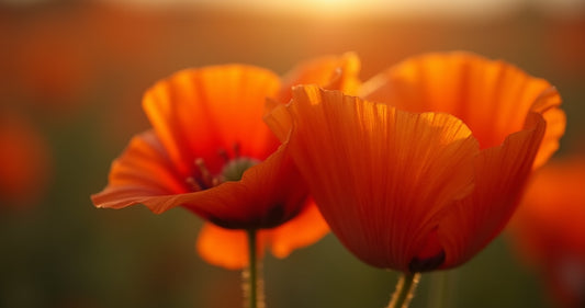 Does Best California Poppy Actually Help You Sleep Better?