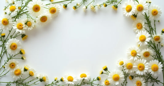 Complete Guide to Best Chamomile Sleep for Better Rest