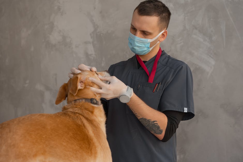 Veterinarian examining dog representing healthcare professional sleep recovery - Mattress Miracle Brantford