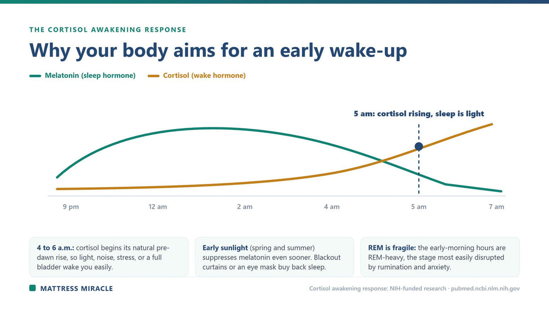 Chart of cortisol rising and melatonin falling toward an early 5am wake-up - Mattress Miracle Brantford