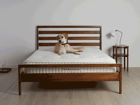 platform dog bed at mattress miracle